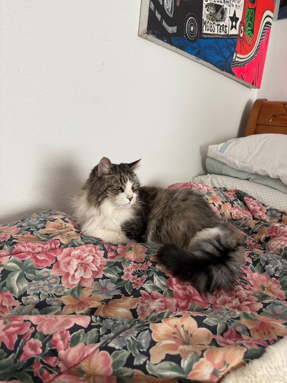 Pet travel photo 2