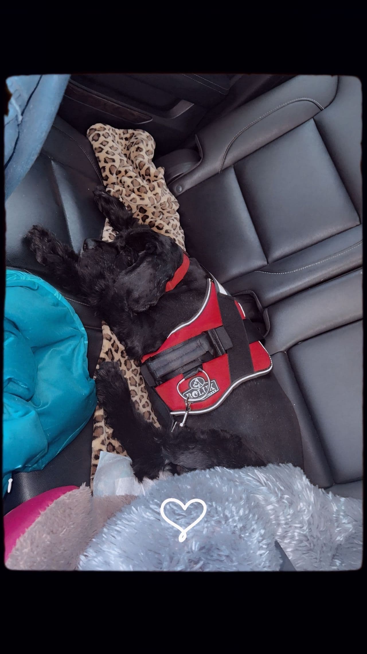 Pet travel photo 6