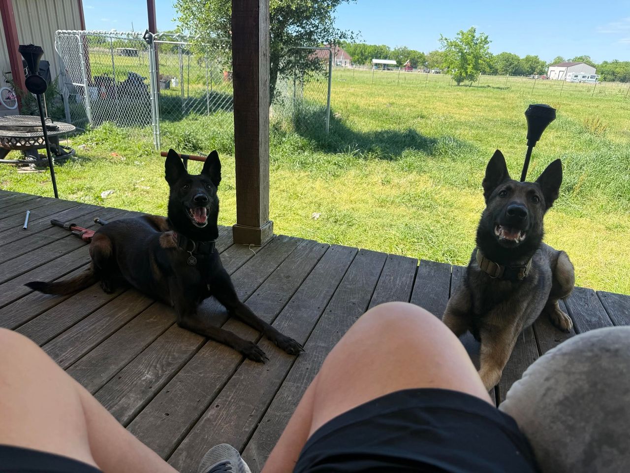 Pet travel photo 1