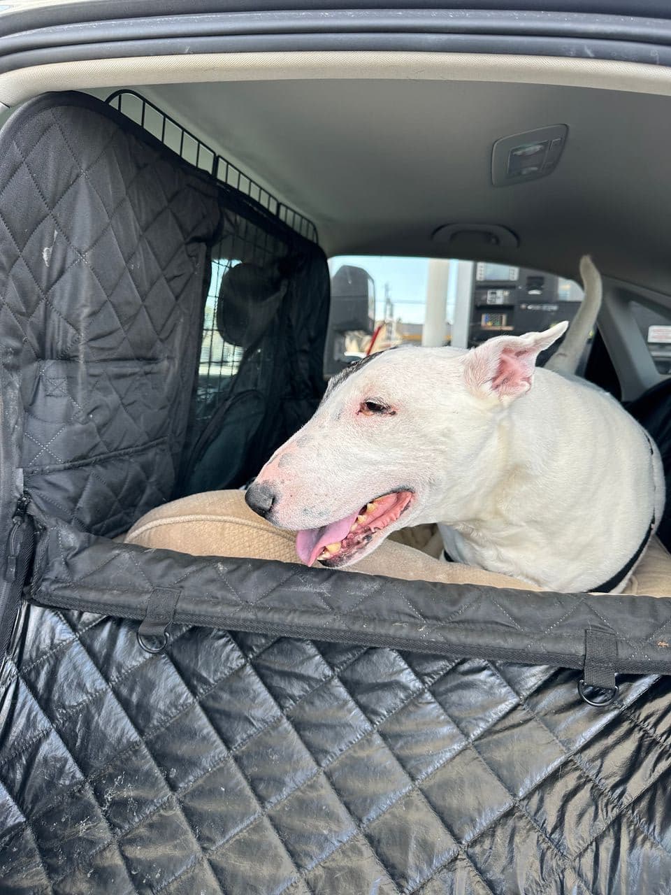 Pet travel photo 4