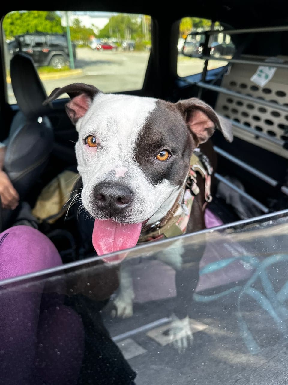 Pet travel photo 4