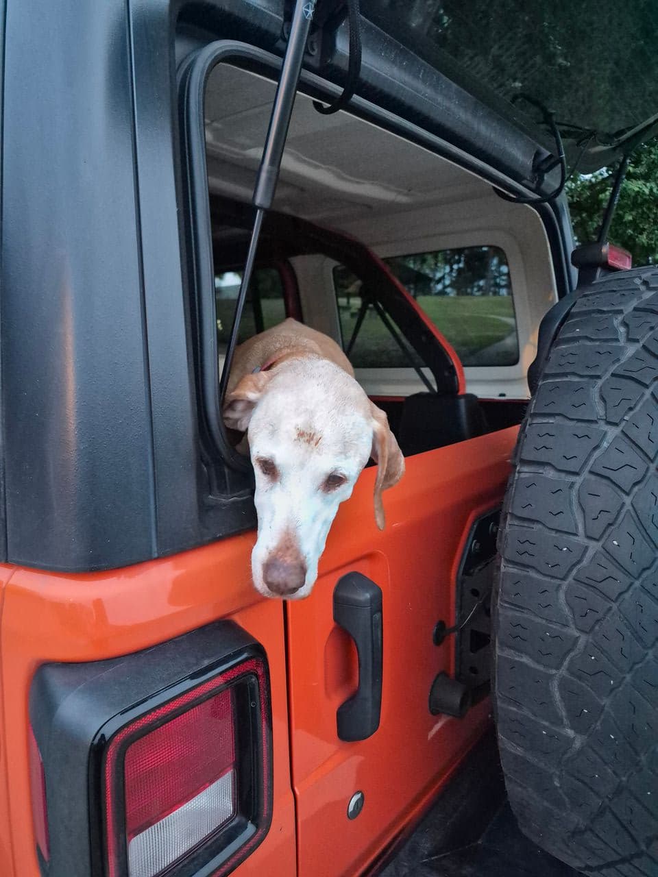 Pet travel photo 2