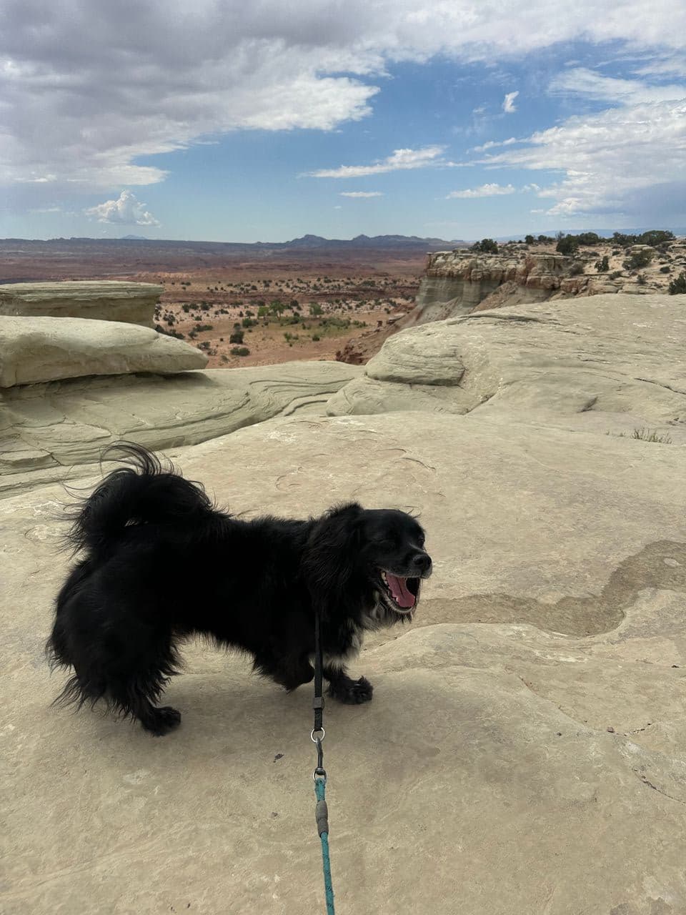 Pet travel photo 2