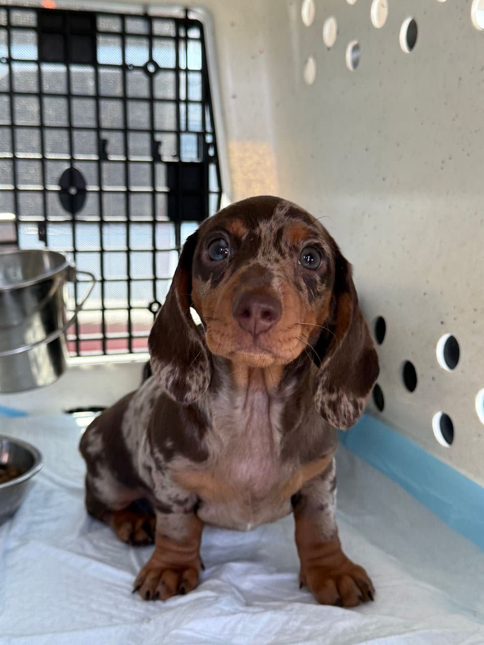 Pet travel photo 2