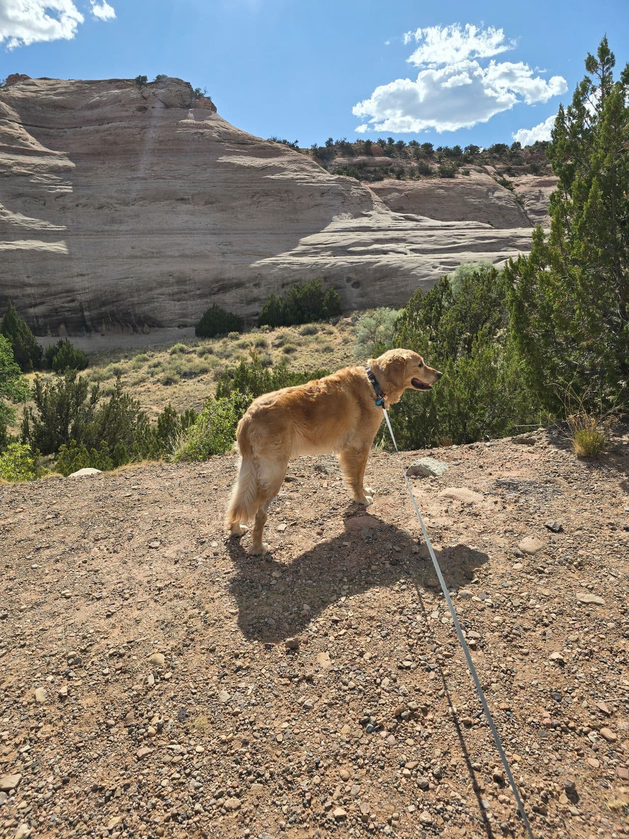 Pet travel photo 1