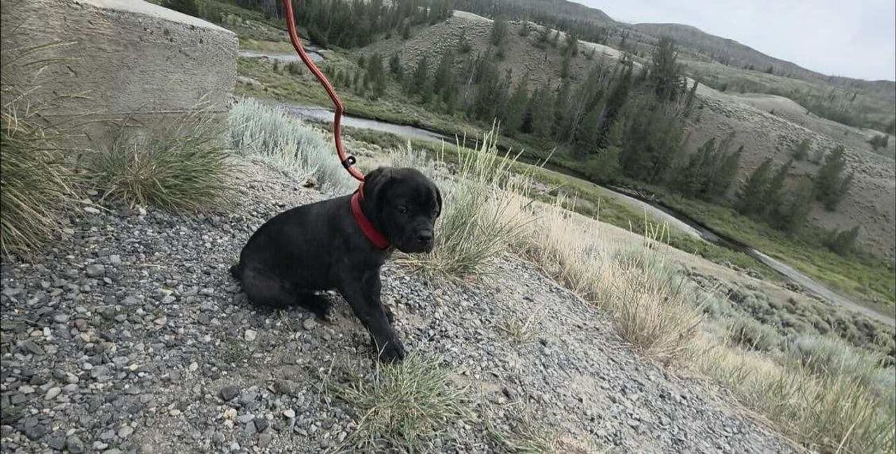 Pet travel photo 2