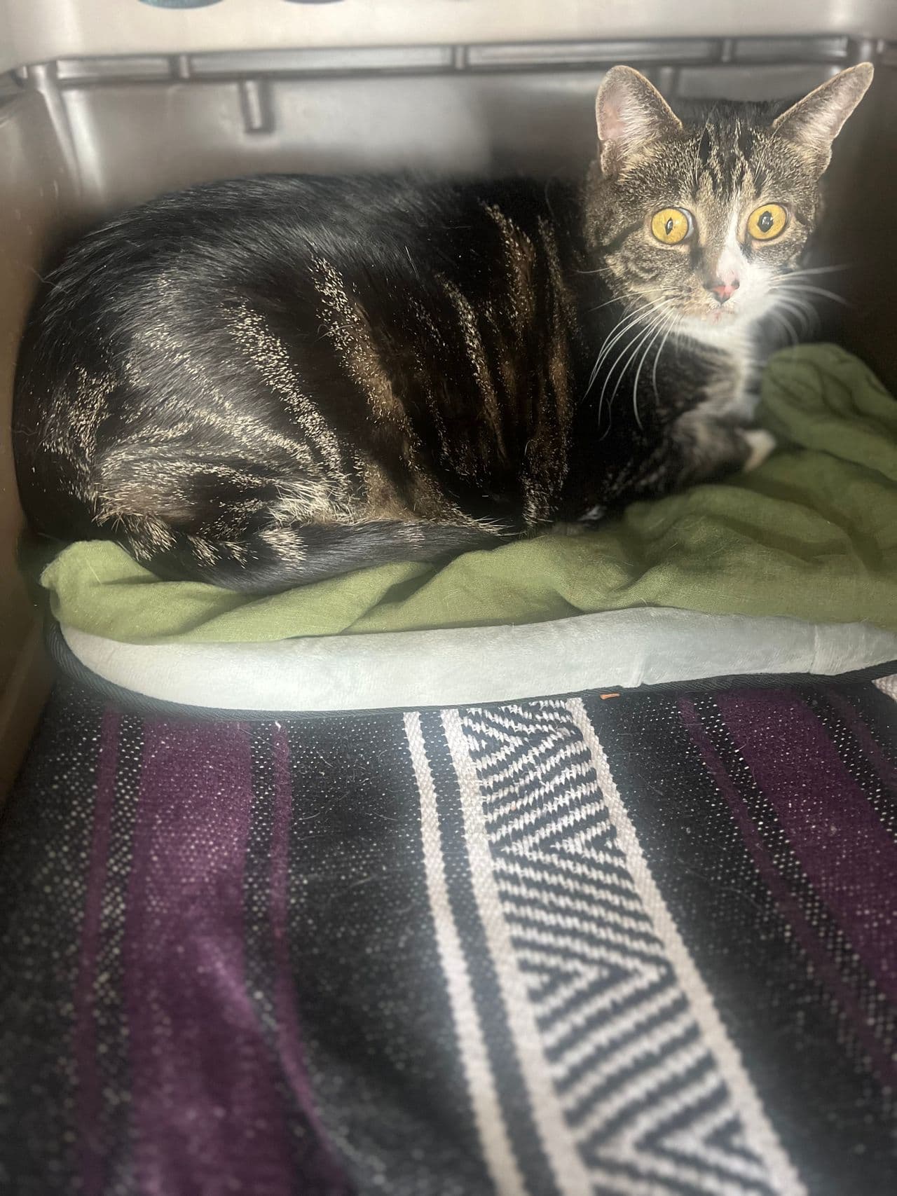 Pet travel photo 5