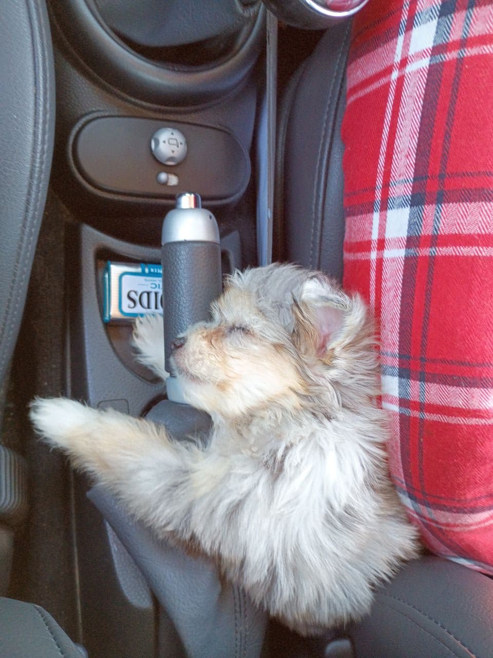 Pet travel photo 4