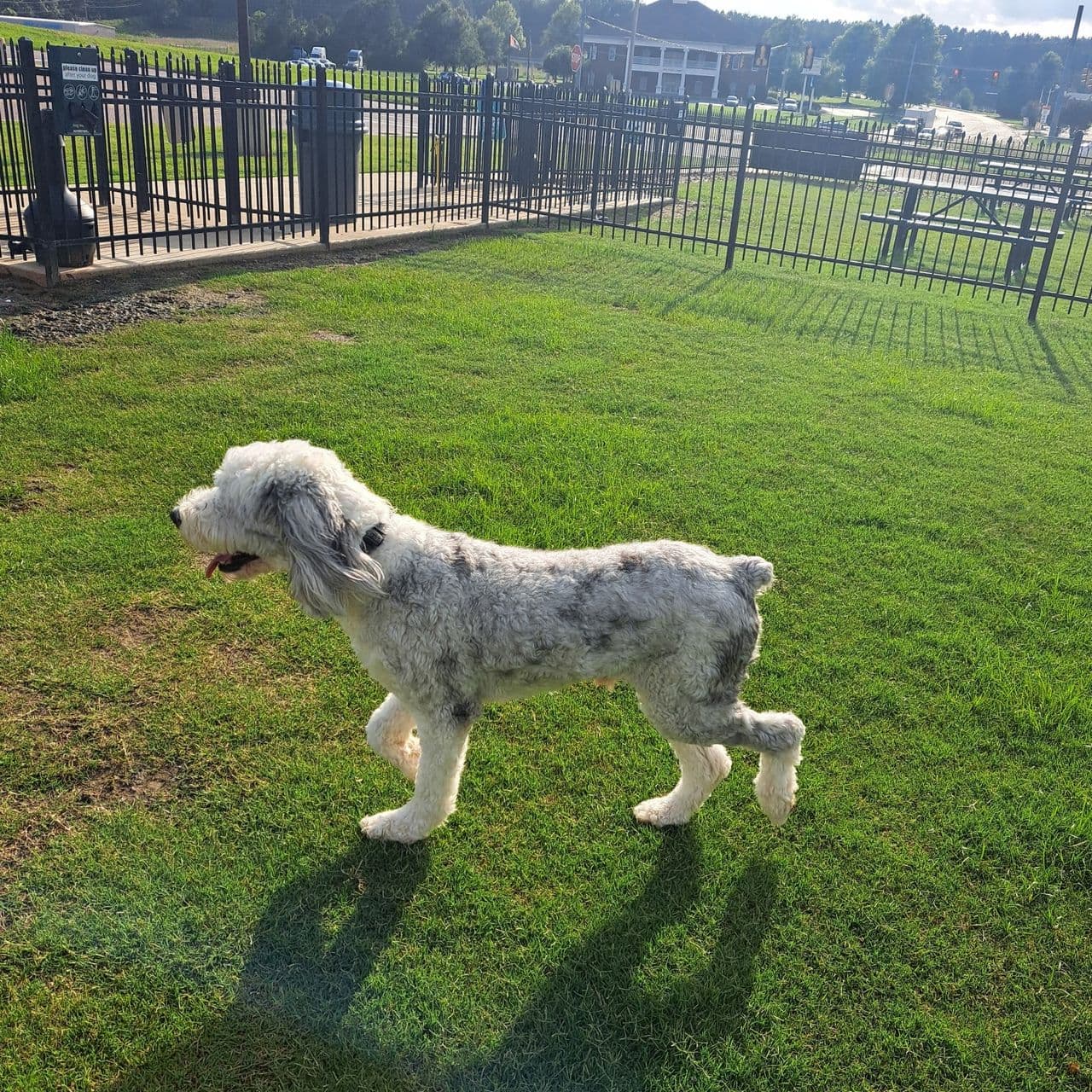 Pet travel photo 5