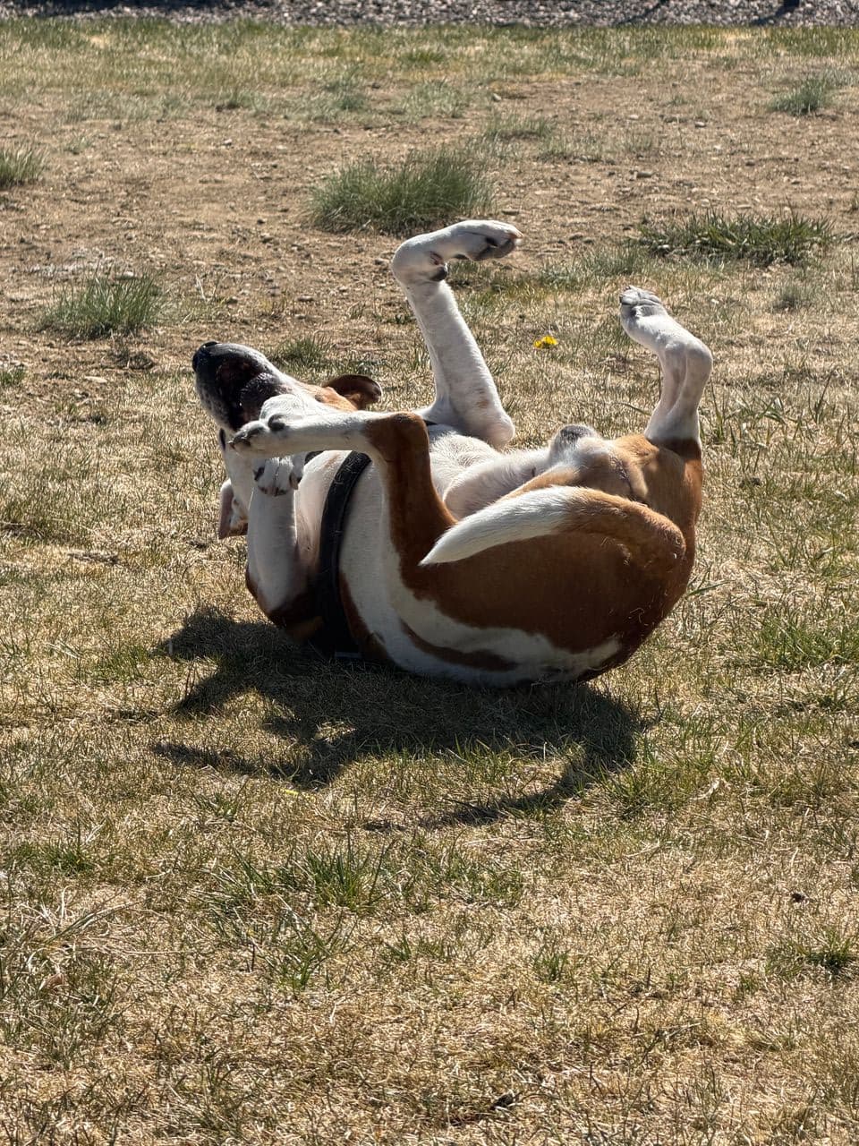 Pet travel photo 3