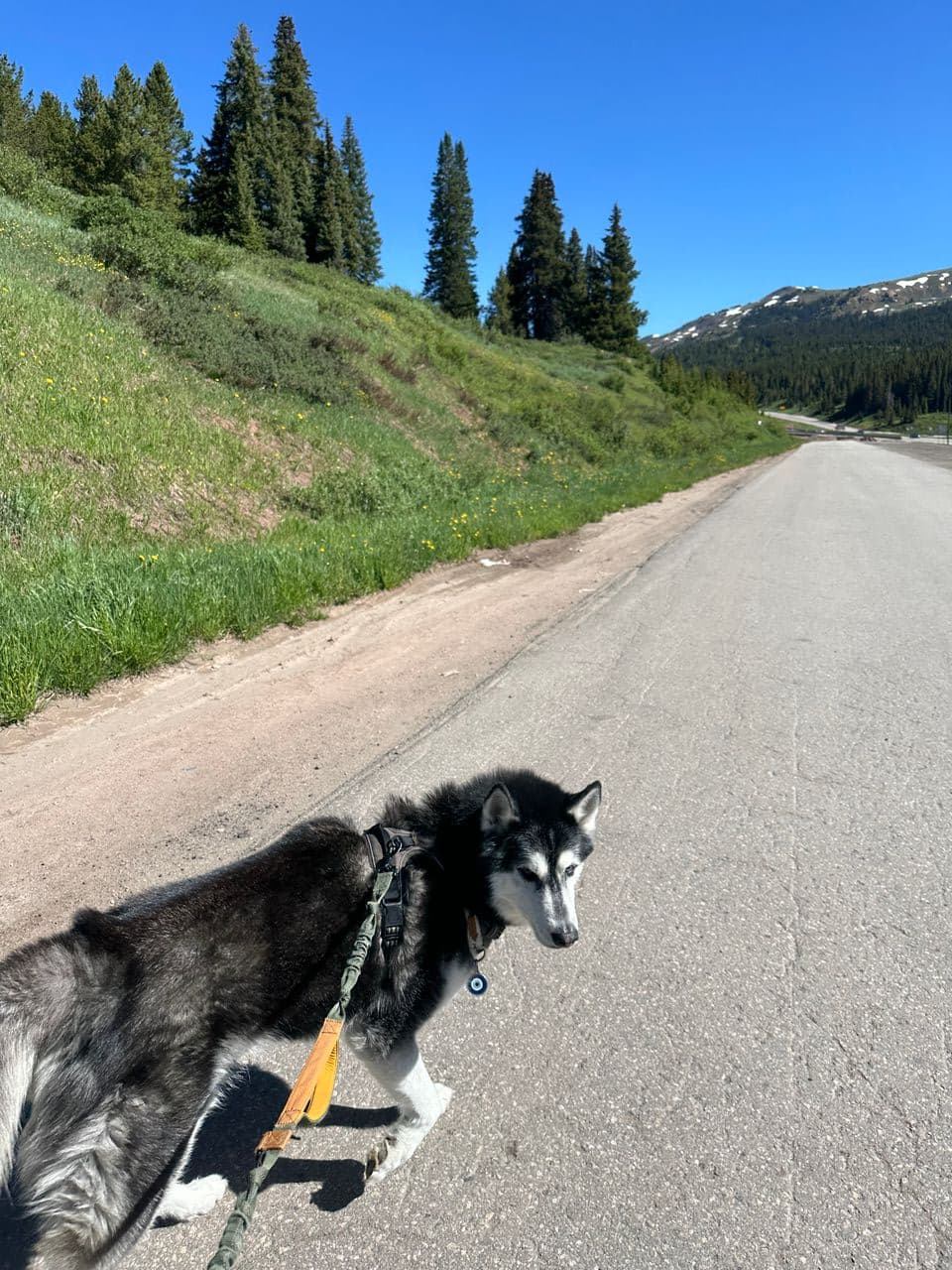 Pet travel photo 2