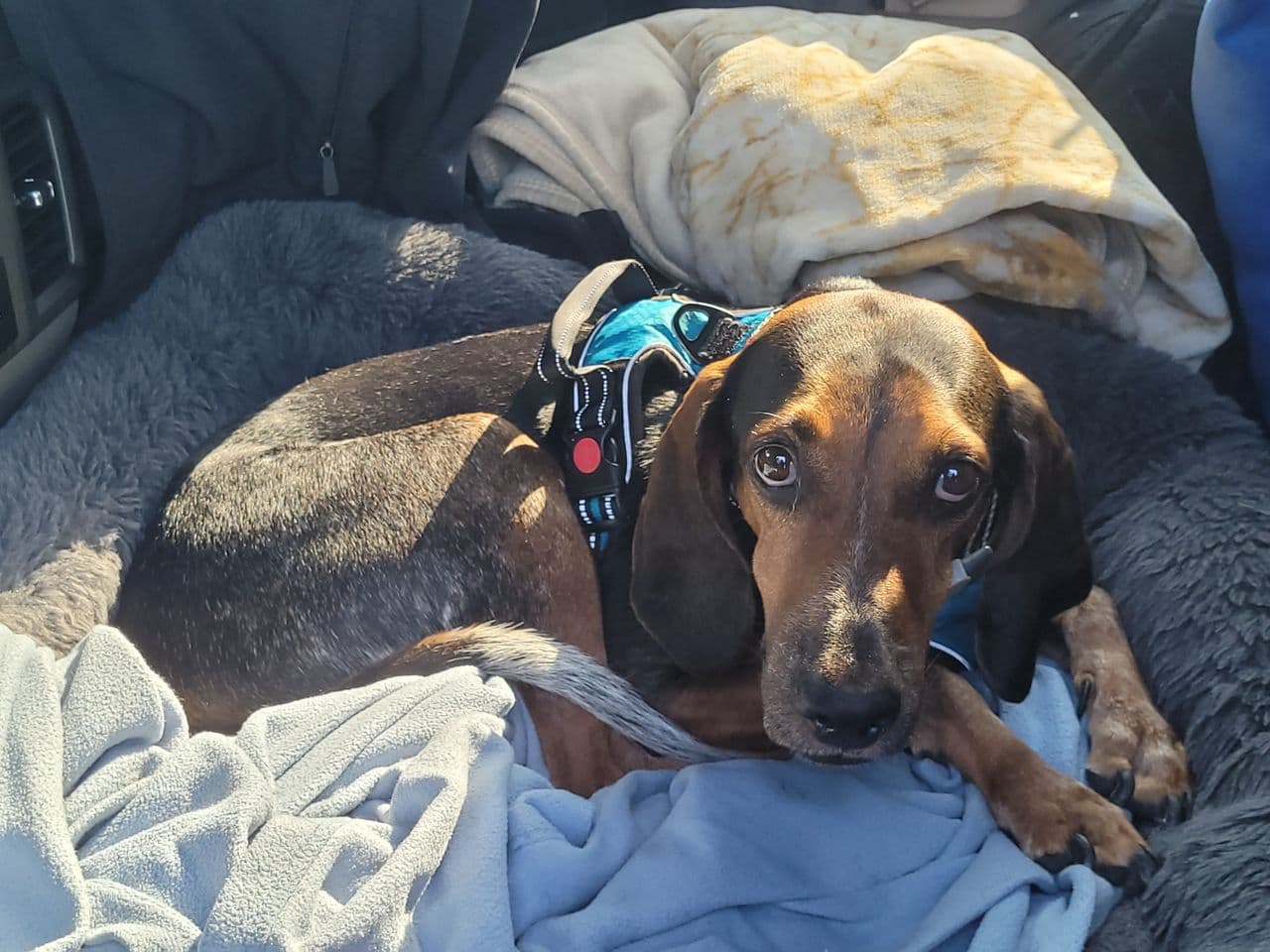 Pet travel photo 2