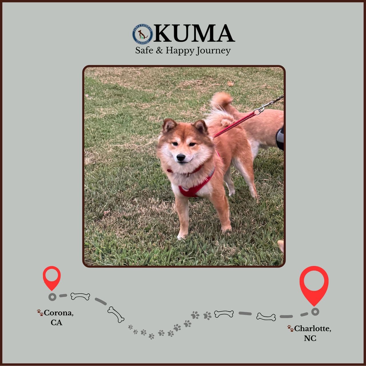 Pet travel photo 5
