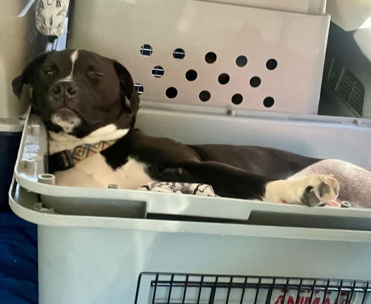 Pet travel photo 5