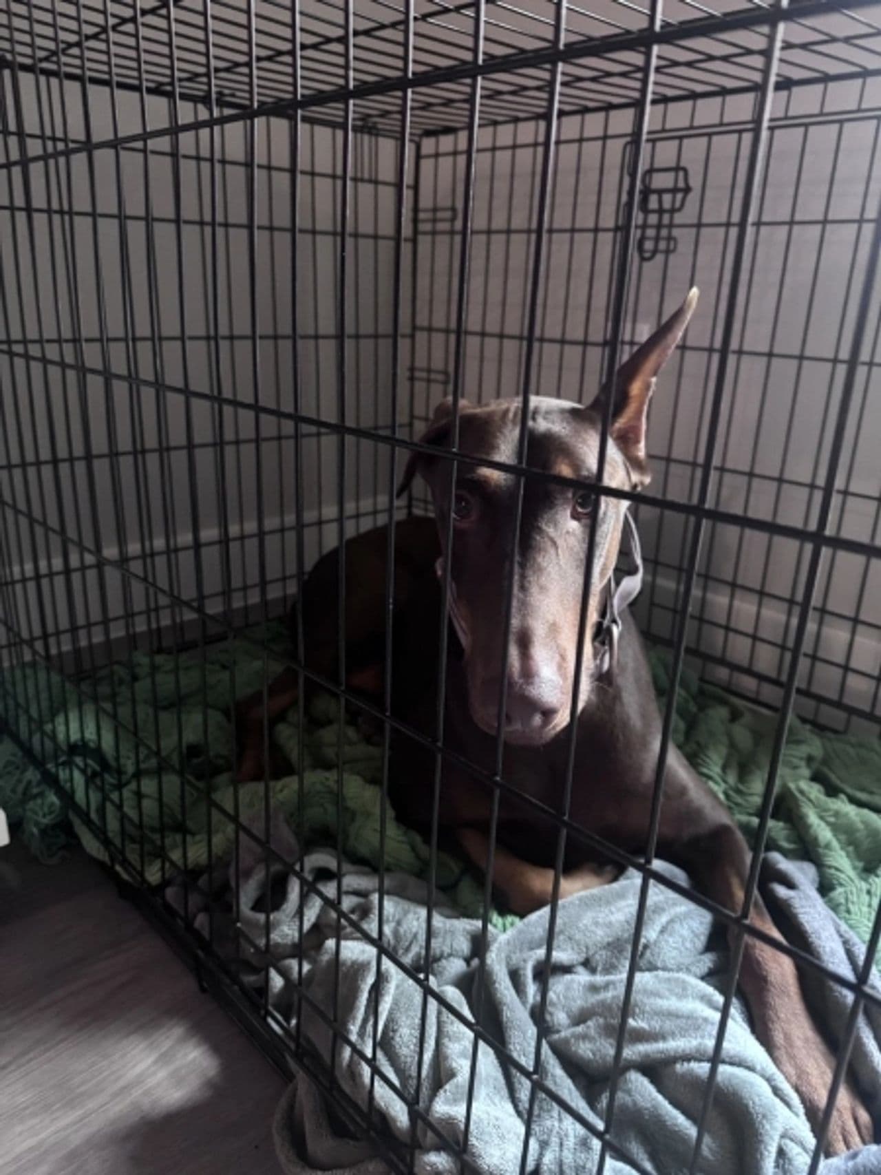 Pet travel photo 2