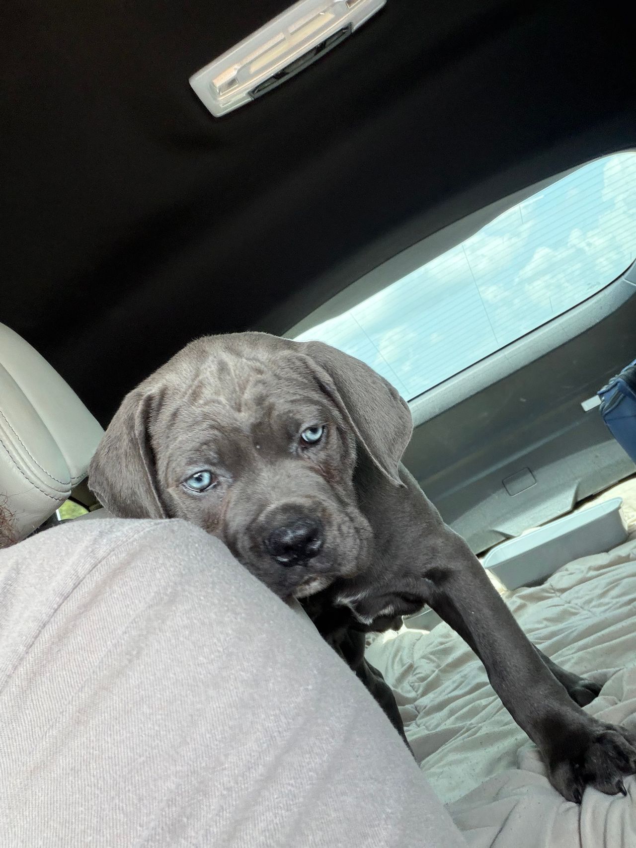 Pet travel photo 2