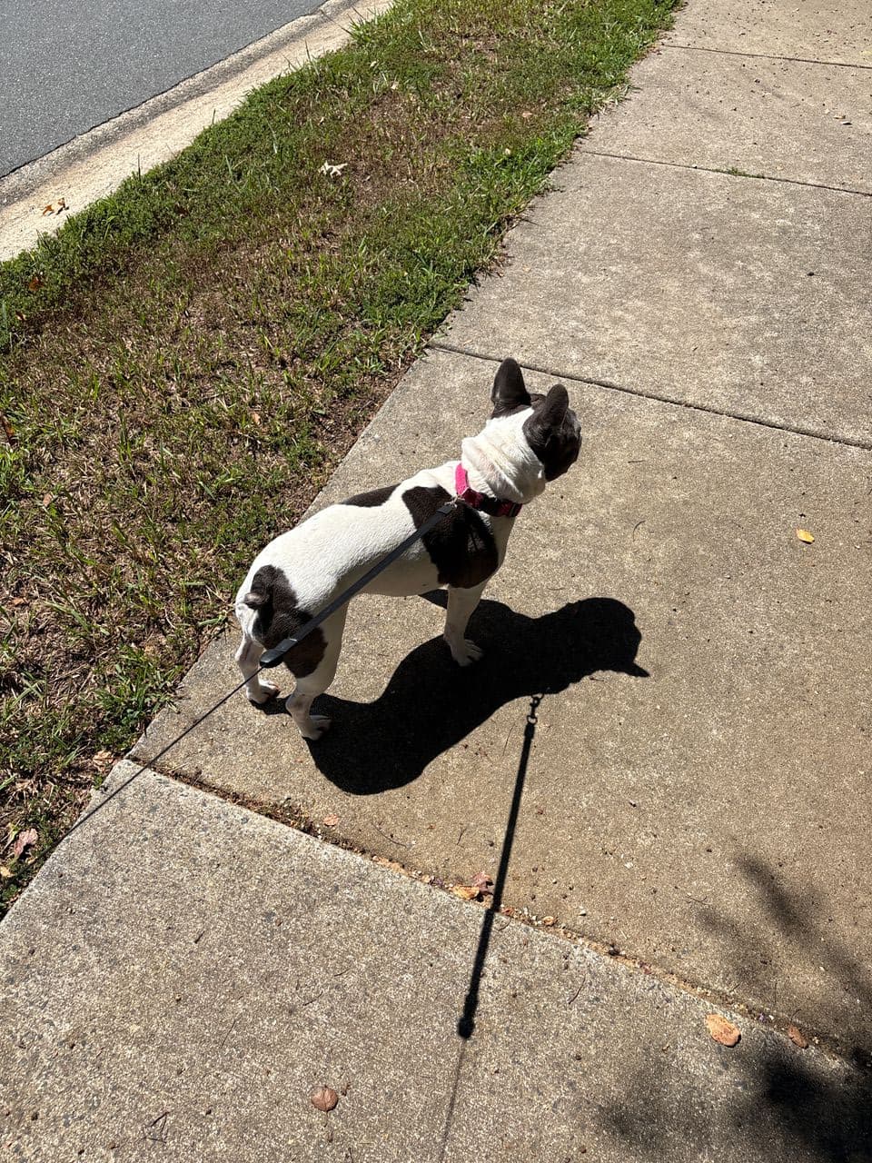 Pet travel photo 1