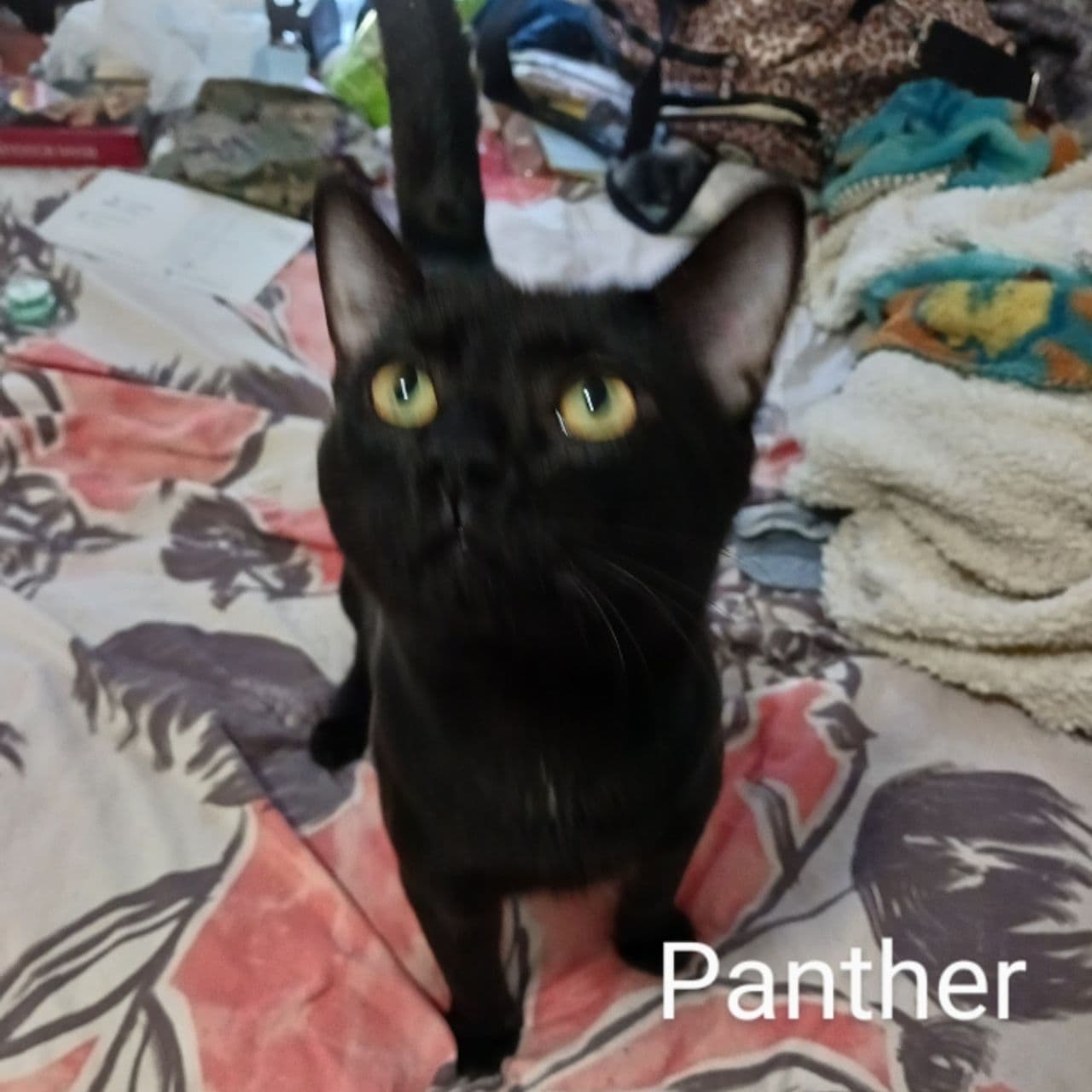 Pet travel photo 6
