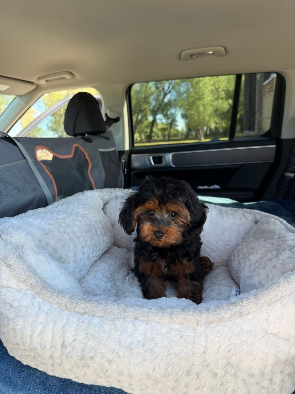 Pet travel photo 3