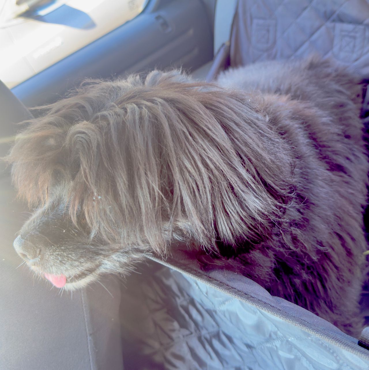 Pet travel photo 1