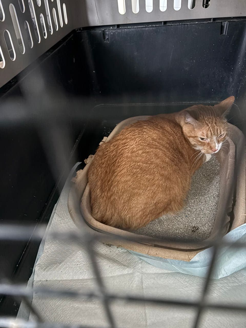 Pet travel photo 1