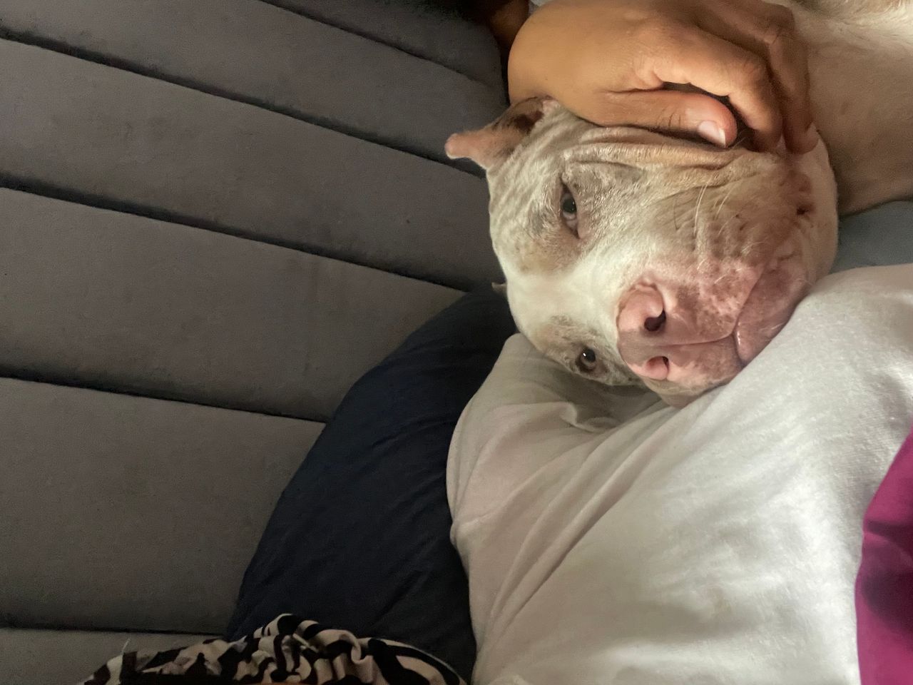 Pet travel photo 4