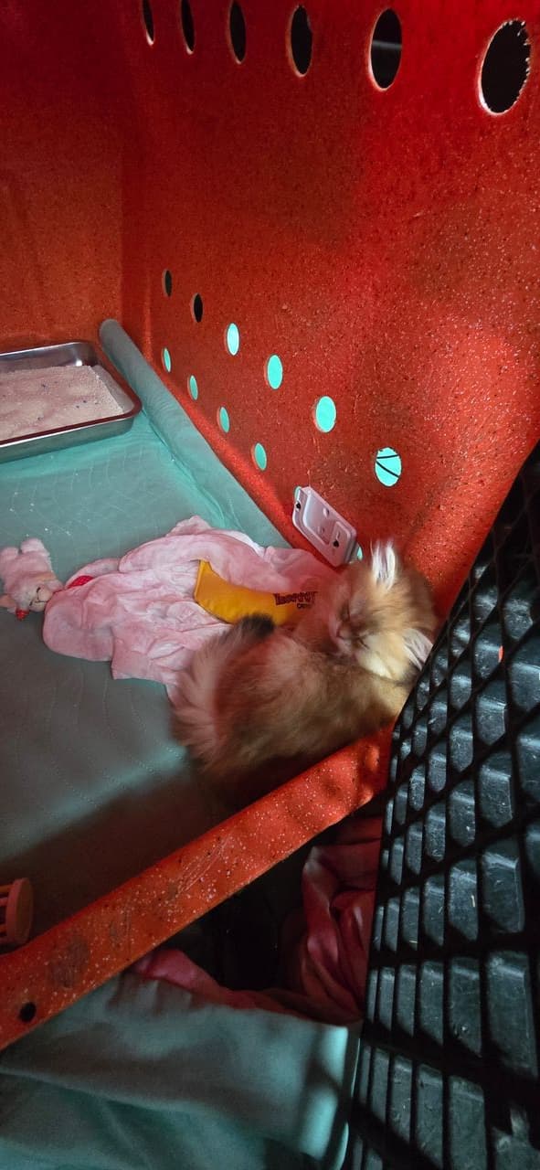 Pet travel photo 5