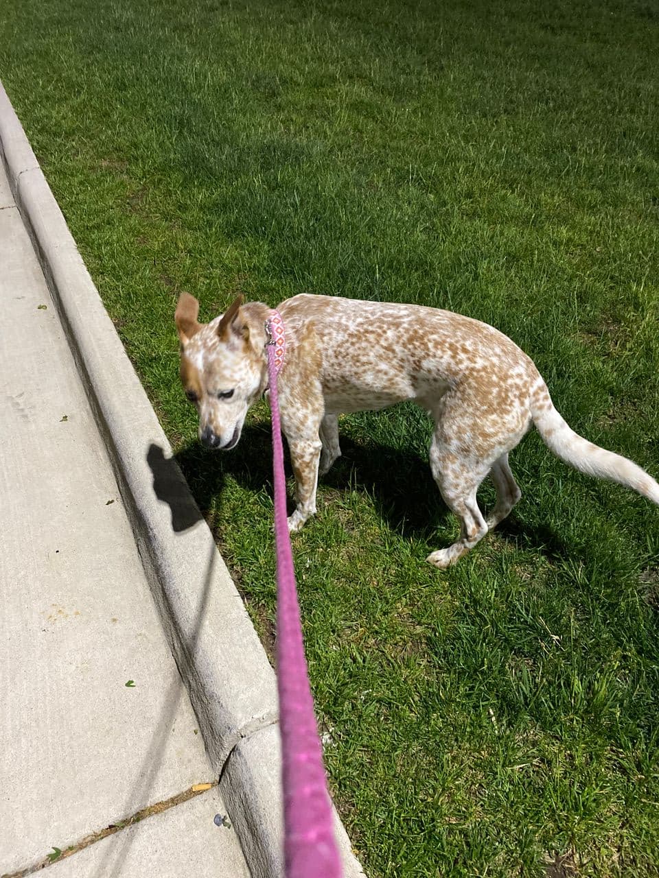 Pet travel photo 6