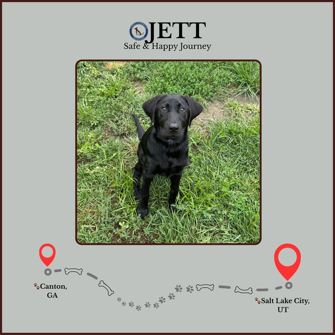 Pet travel photo 4
