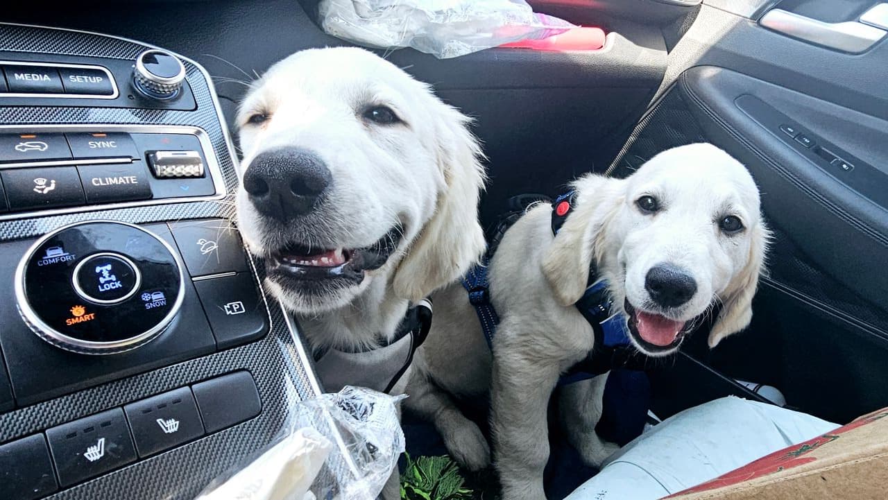 Pet travel photo 5