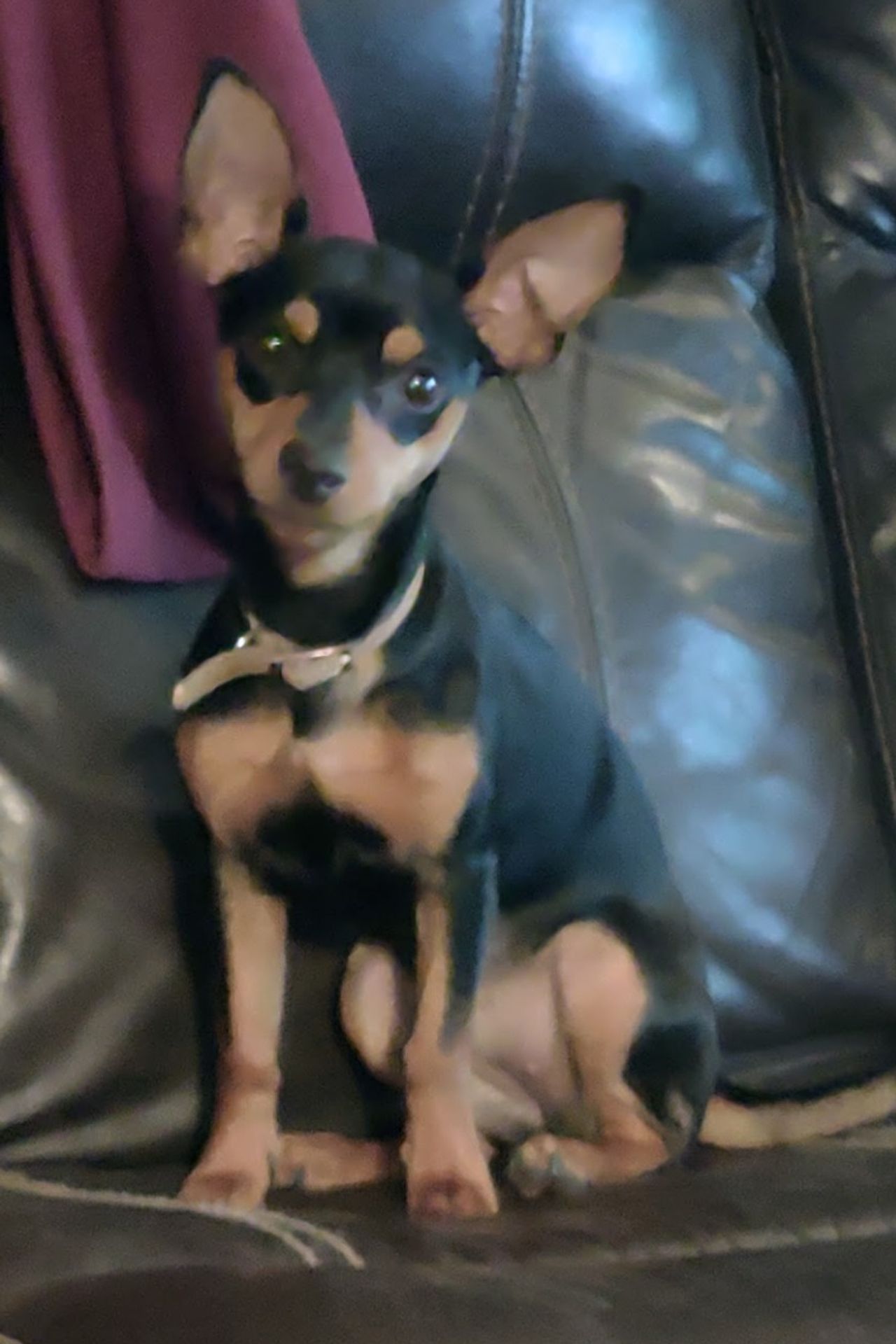 Pet travel photo 6