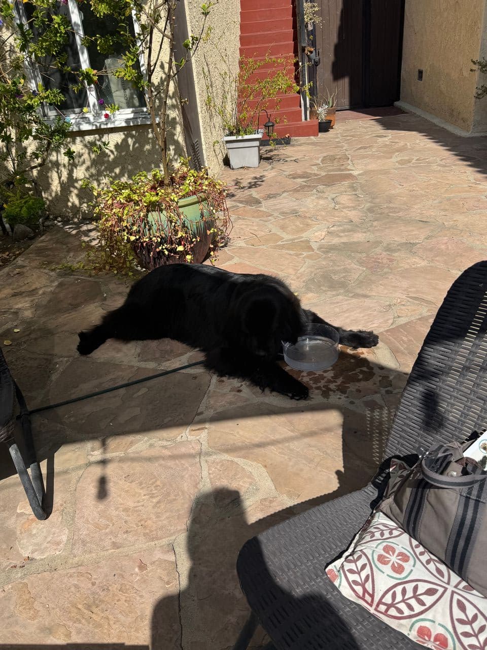 Pet travel photo 4