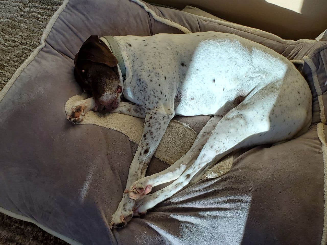 Pet travel photo 4