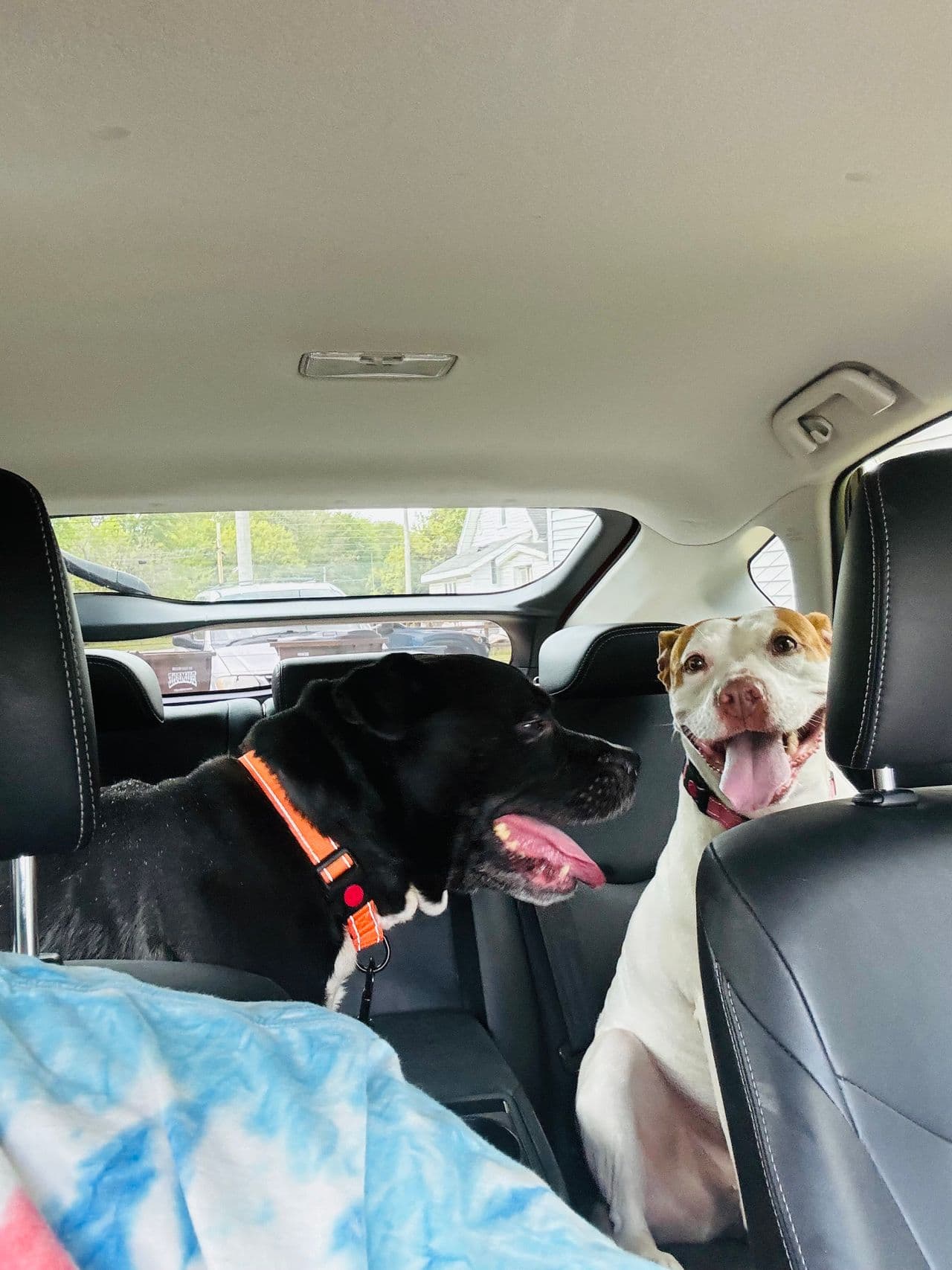 Pet travel photo 3