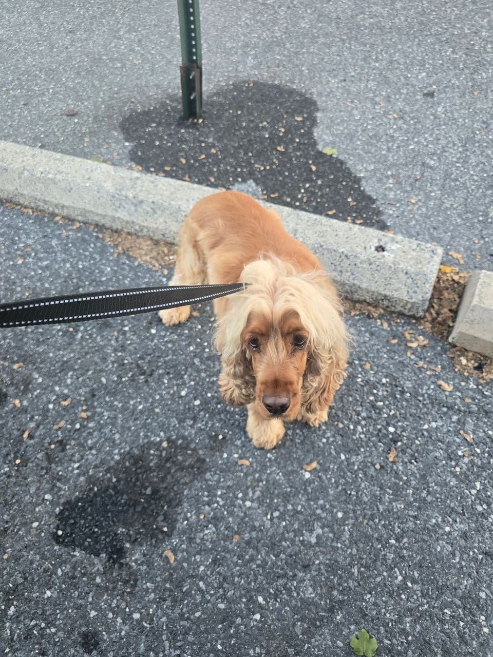 Pet travel photo 3