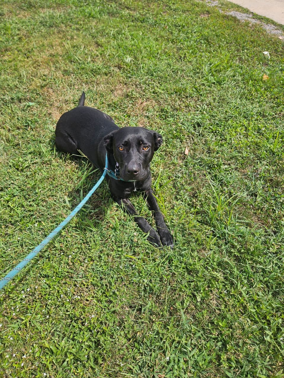 Pet travel photo 2