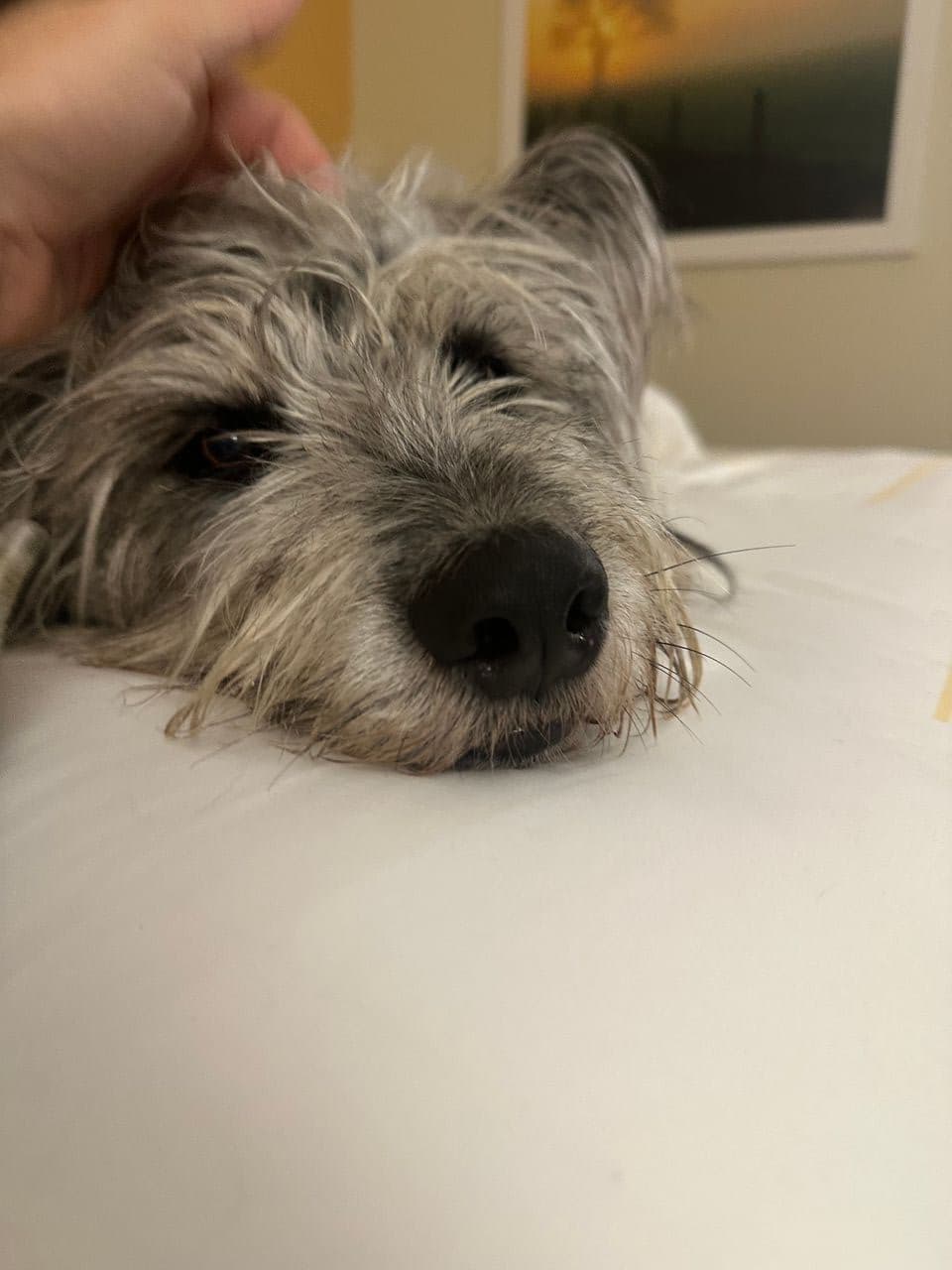 Pet travel photo 2