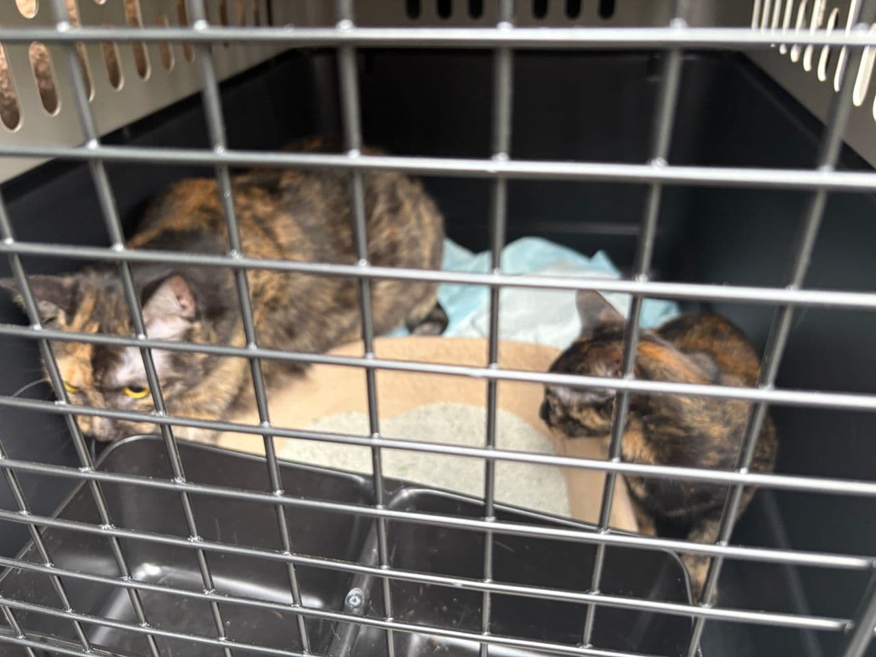 Pet travel photo 1
