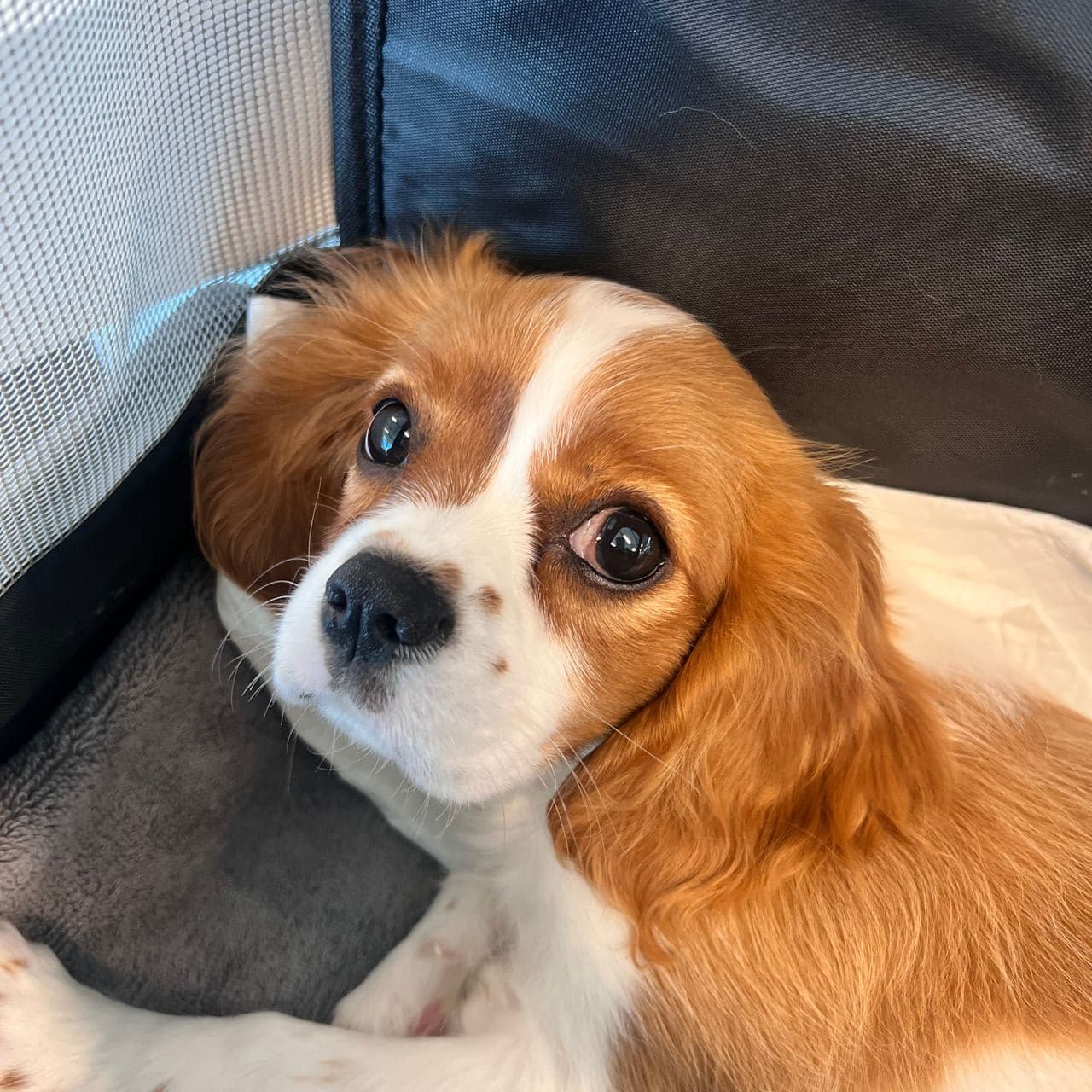 Pet travel photo 5