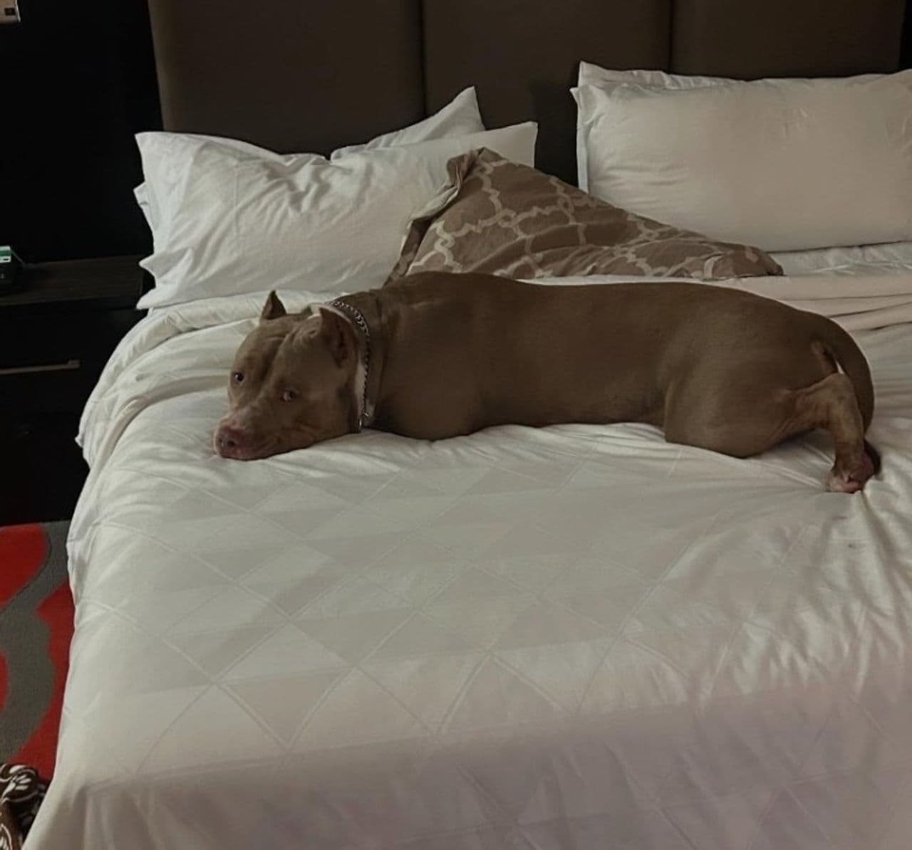 Pet travel photo 3