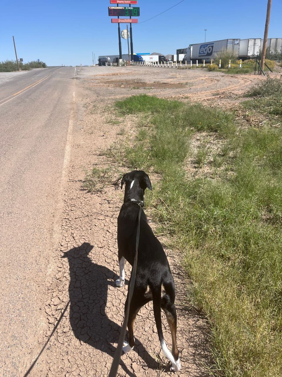 Pet travel photo 2
