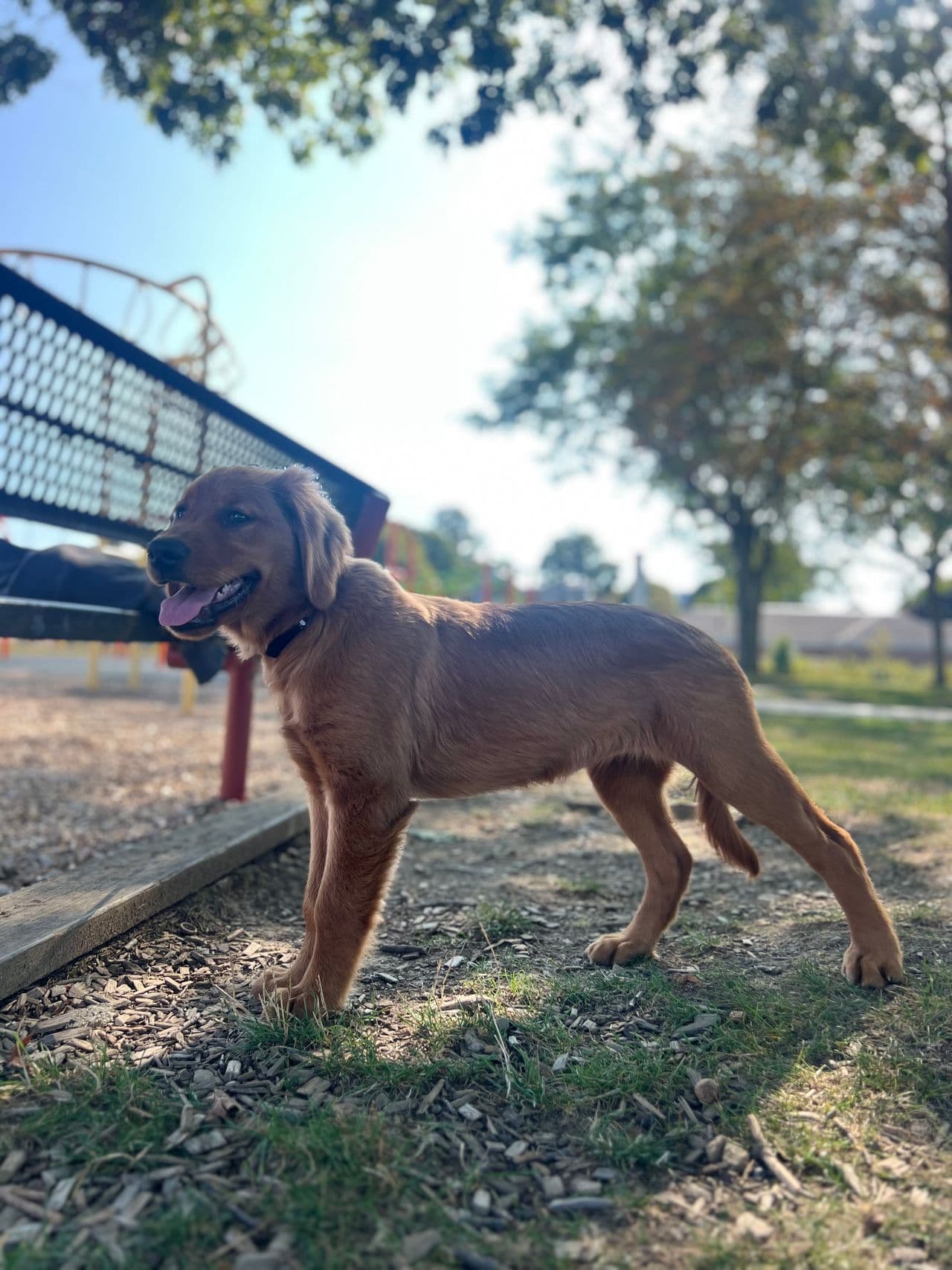 Pet travel photo 1