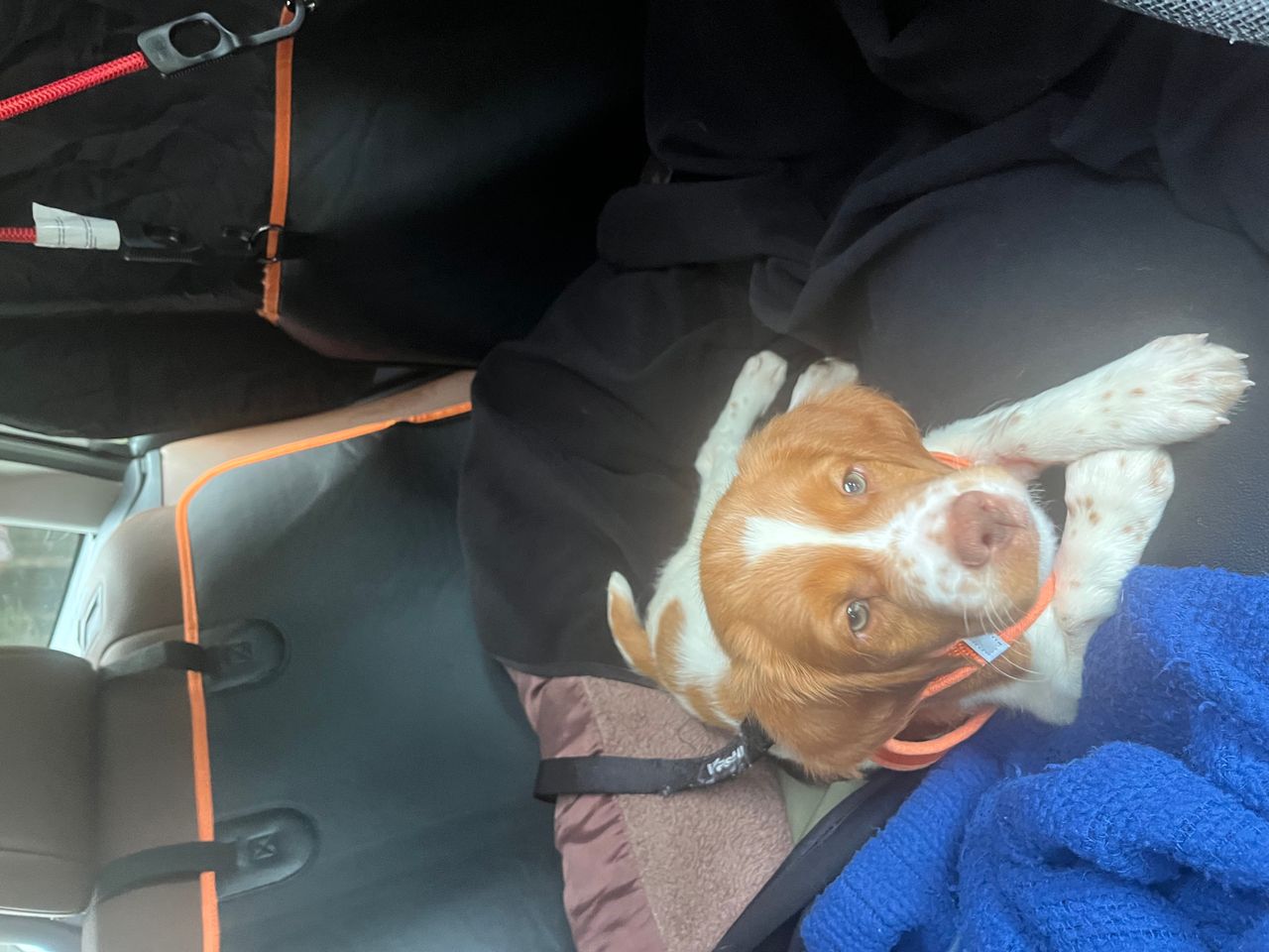Pet travel photo 3
