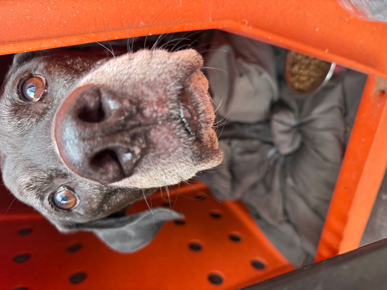 Pet travel photo 6