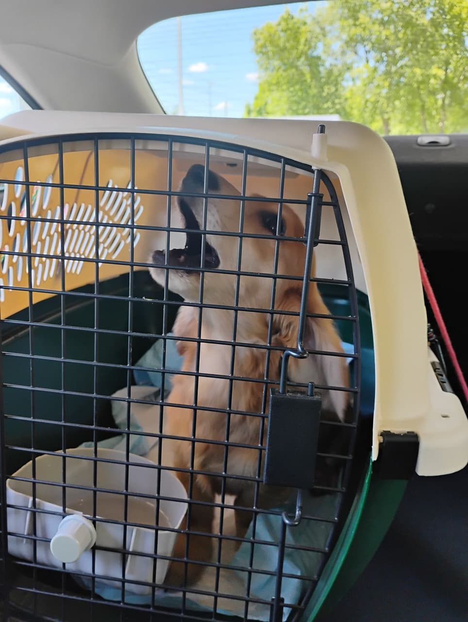 Pet travel photo 5