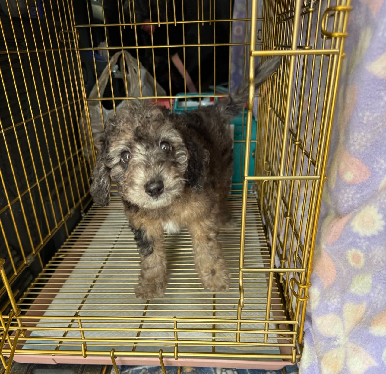 Pet travel photo 5