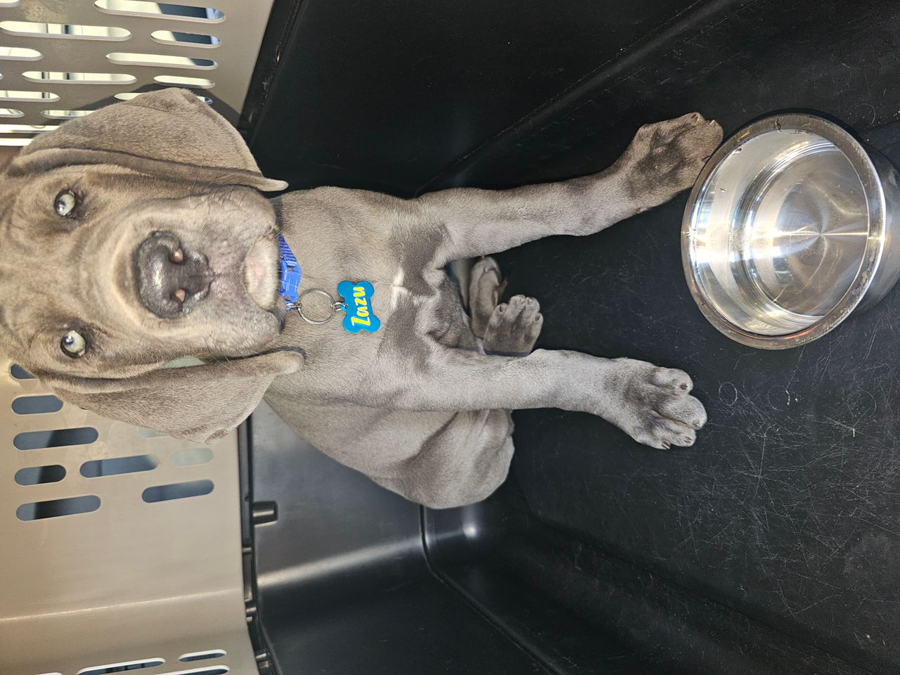 Pet travel photo 5
