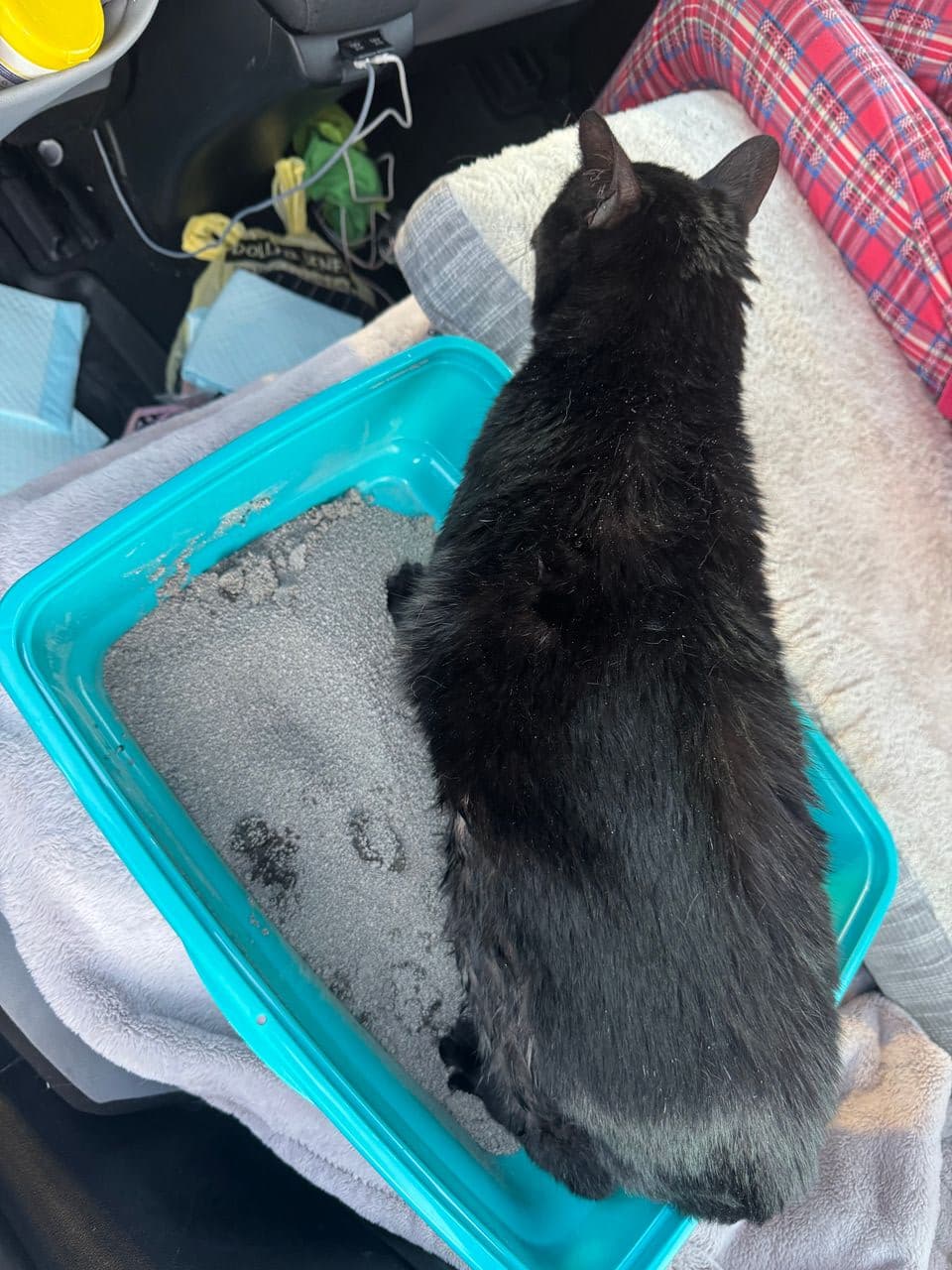 Pet travel photo 1