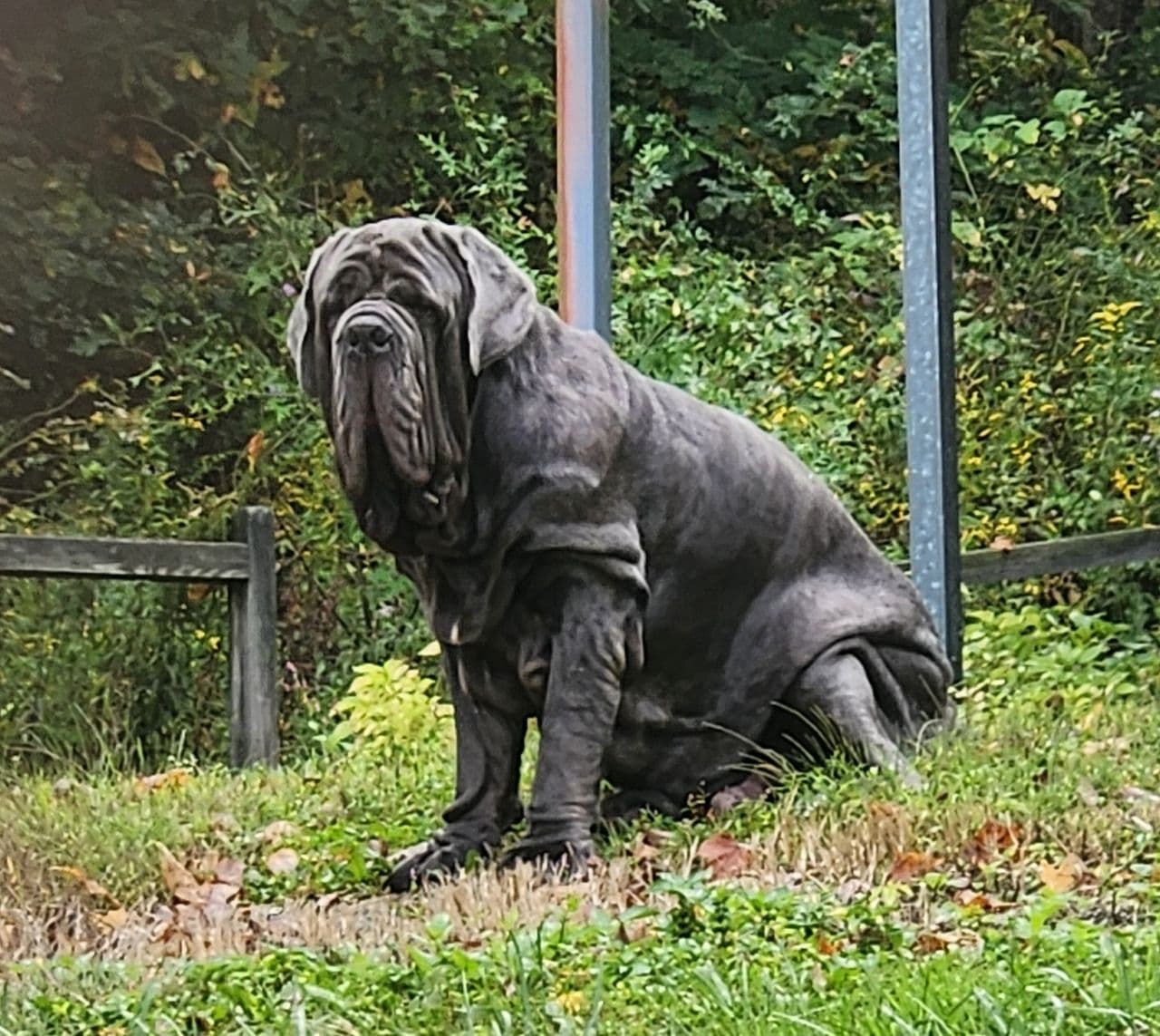 Pet travel photo 6