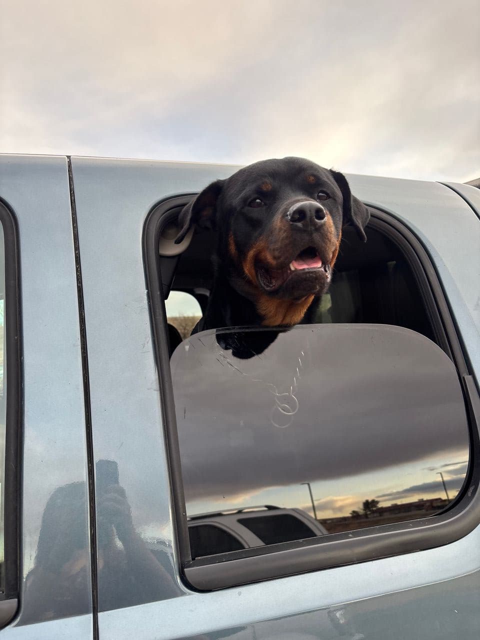 Pet travel photo 4